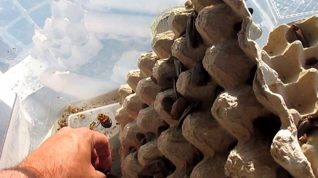 AARON PAULING UNBOXING смотреть онлайн