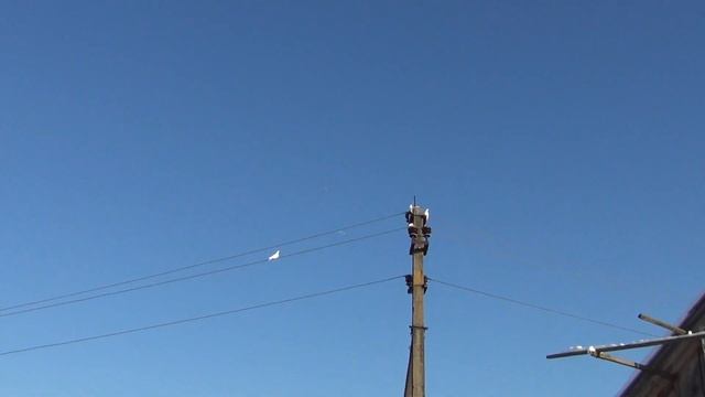 начало полёта Будапештских высоколётных голубей 05 12 2020г смотреть онлайн