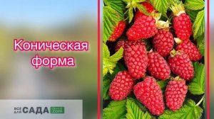 ВСЕ О СОРТЕ  МАЛИНЫ РУБИНОВОЕ ОЖЕРЕЛЬЕ