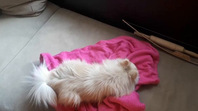 Собака и ящерица(2)