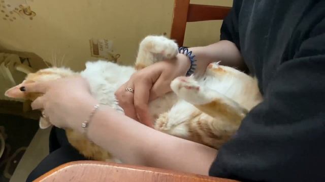 У НИХ ОСОБЫЕ ОТНОШЕНИЯ😅/ Милый котик