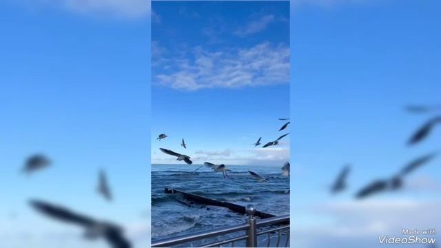 Заснеженное побережье Калининградской области в конце зимы 2025 смотреть онлайн