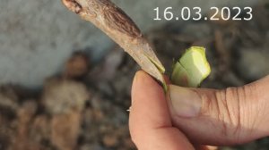 прививка черешни на вишню (шпанка)