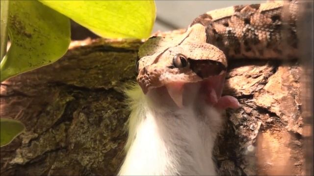 Bitis Rhinoceros (West African Gaboon Viper) Feeding смотреть онлайн