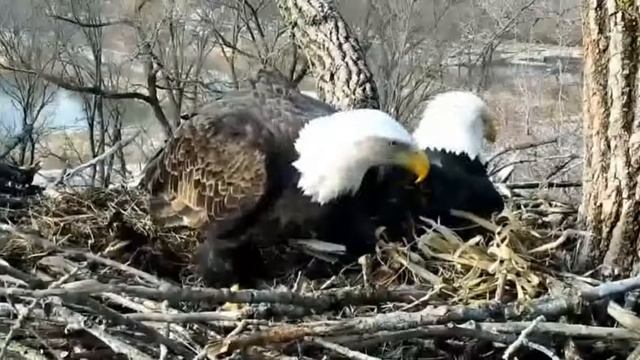 Белоголовый орлан 2018 04 01. 16 50