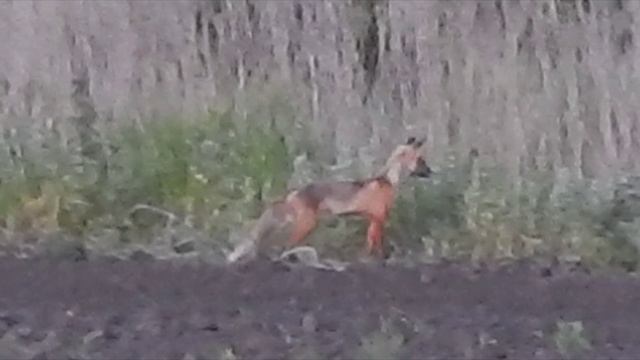 Шакал смотреть онлайн