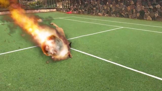 Футбол, нападающие Задор, Мамба и Амиго. смотреть онлайн