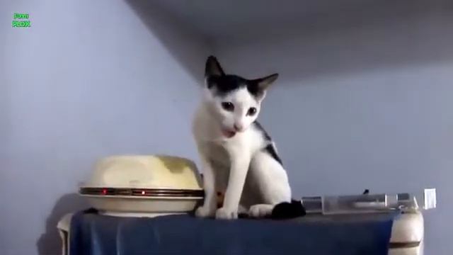 Funny Cats and Kittens Meowing Compilation смотреть онлайн