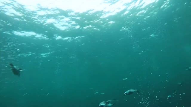 Hornøya Swimming with Alcids April week15 2016 © Biotope смотреть онлайн