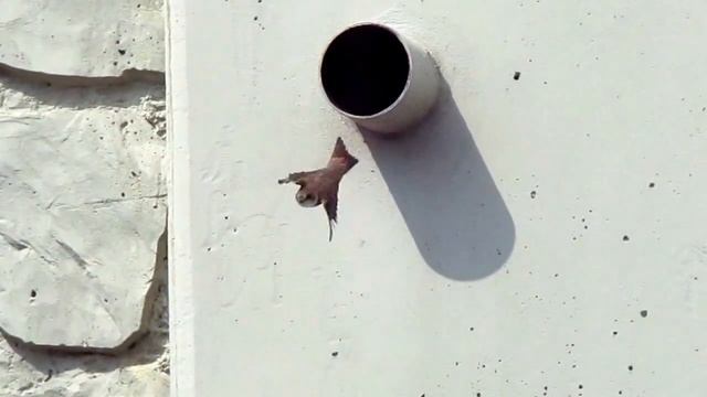 břehule říční (riparia riparia) смотреть онлайн