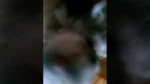 Как играют хомяки