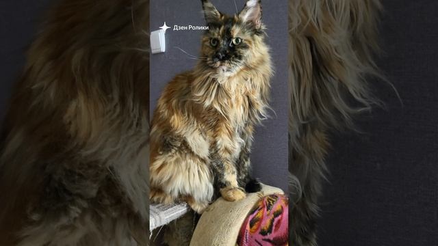 МЕЙНКУН СОФИЯ смотреть онлайн