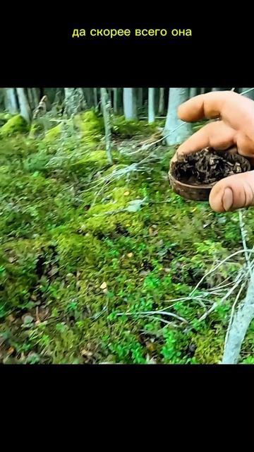 В лесу с металлоискателем #копметаллолома смотреть онлайн