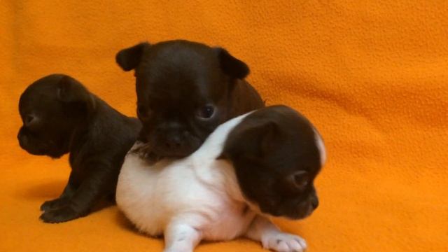 Чишки -- мальчишки