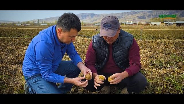 КАРТОШКА ЕТИШТИРИШнинг ЭНГ САМАРАЛИ УСУЛЛАРИ смотреть онлайн