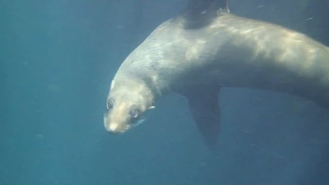 Water Dogs in Kaikoura смотреть онлайн