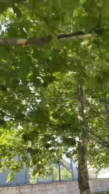 Цикады, крупное насекомое около 5 см, так громко поют #videoshorts #2024 #море #nature #природа смотреть онлайн