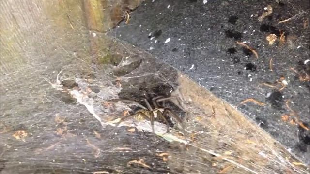 Tegenaria sp. drinking from the rain смотреть онлайн