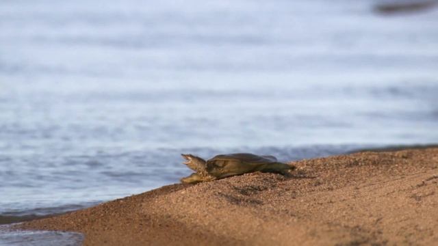 Маугли - КНИГА ДЖУНГЛЕЙ CАФАРИ🌴 - Жажда 🥵💦 (18 серия) смотреть онлайн