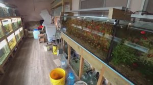 Случился нерест жемчужных Гурами. У Нанностомуса икра пропала. С разводни. Будни Аквариумиста.