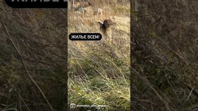 Сказки из жизни. Приют.Сибирь. Стройка. Вольеры.помощь.89135440512