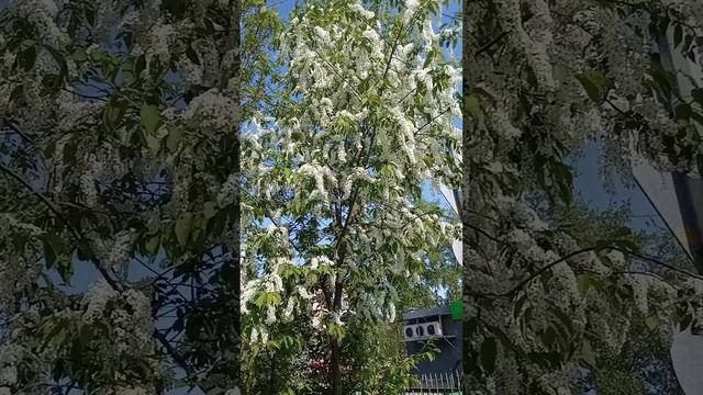 Соликамск в цвету... смотреть онлайн