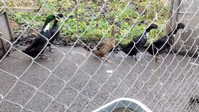 Индийский бегунок. Итоги содержания 5 месяцев. Indian Runner. The Results Of The Content Of 5 Month