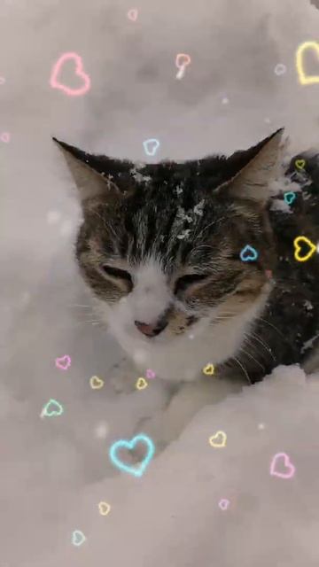 Козерог гороскоп на сегодня #shorts смотреть онлайн