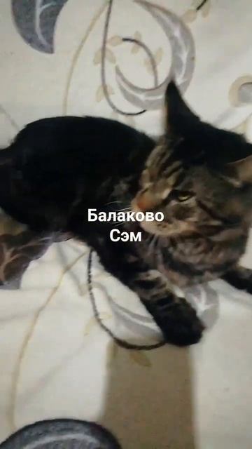 Моя передержка. Мэй кун Сэм. В добрые ответственные ручки. 89279104567 Валерия