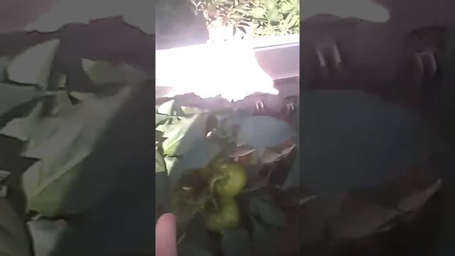 Знакомства с дачей