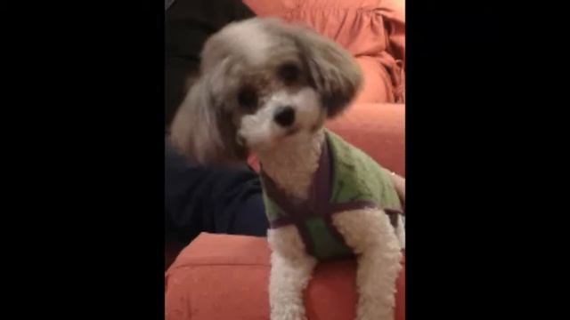 KANO ALONSO - SI NO ESTAS NO HAY CANCION #quedateencasa #lamusicahacebien #sadaic смотреть онлайн