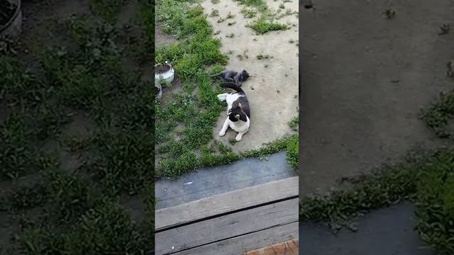 природа и человек 88 вася и бусинка