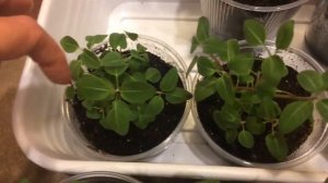 Годеция 27.03.18 Подкормка и прищипка годеции