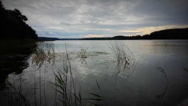 Могут ли белки плавать?