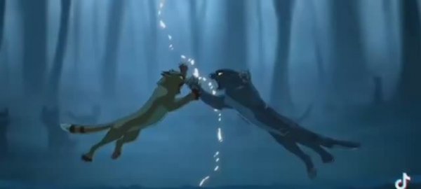 Коты воители/подборка из тик тока