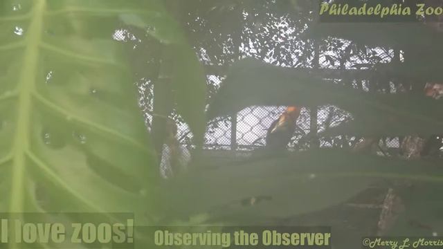 Philadelphia Zoo Rhinoceros Hornbill Observing the Observer смотреть онлайн