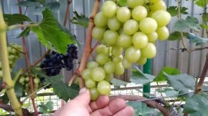 Виноград Гран-Прі, 27.08.2021.