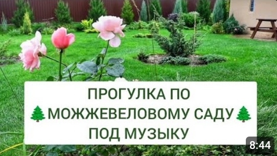 ПРОГУЛКА ПО 🌲МОЖЖЕВЕЛОВОМУ САДУ🌲 ПОД МУЗЫКУ. 5.10.2024г. смотреть онлайн