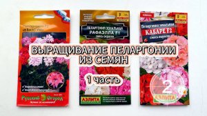 Выращивание пеларгонии из семян. 1 часть