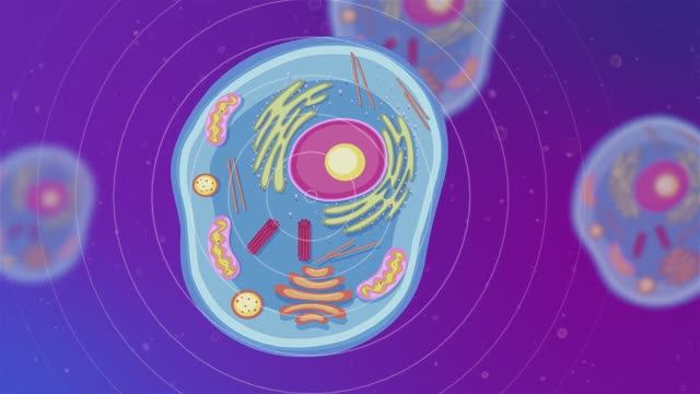 Катушка Мишина Импловит, реабилитация после болезни. смотреть онлайн