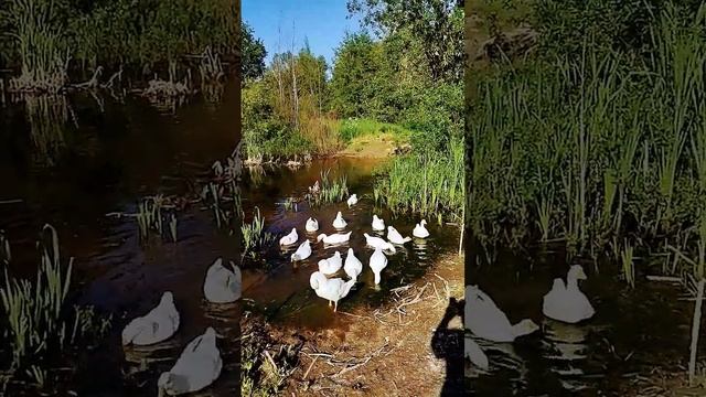 Подмосковная деревенька. Пруд мелеет на глазах. смотреть онлайн