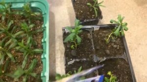 Гвоздика 10.03.18 Как спасти вытянувшуюся гвоздику