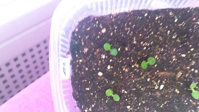 Рассада 13.02.18