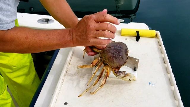 Cleaning Dungeness Crab with Crack’n Crab Cleaner смотреть онлайн
