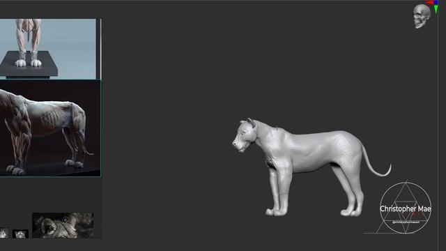 Anatomy study - Lioness #Marmosettoolbag4 #wacom #zbrush #anatomystudy смотреть онлайн