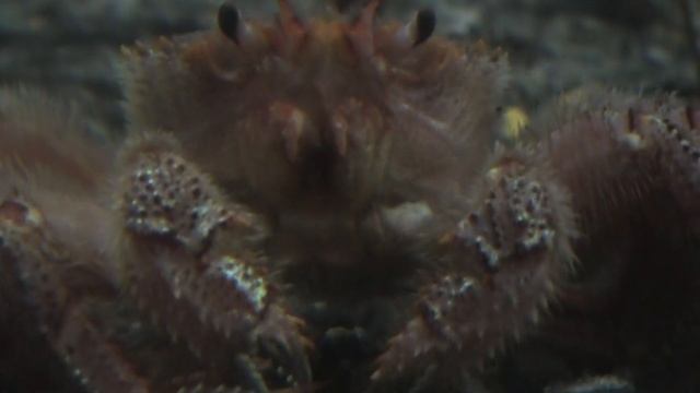 ケガニ　(おたる水族館/北海道) смотреть онлайн