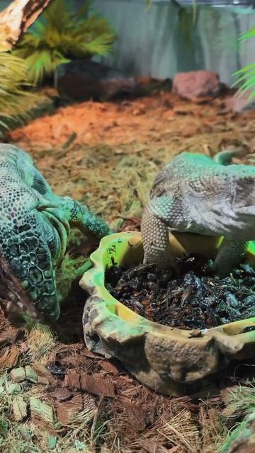 Какой из наших филиалов- ваш любимый? #варан #тегу #ящерица