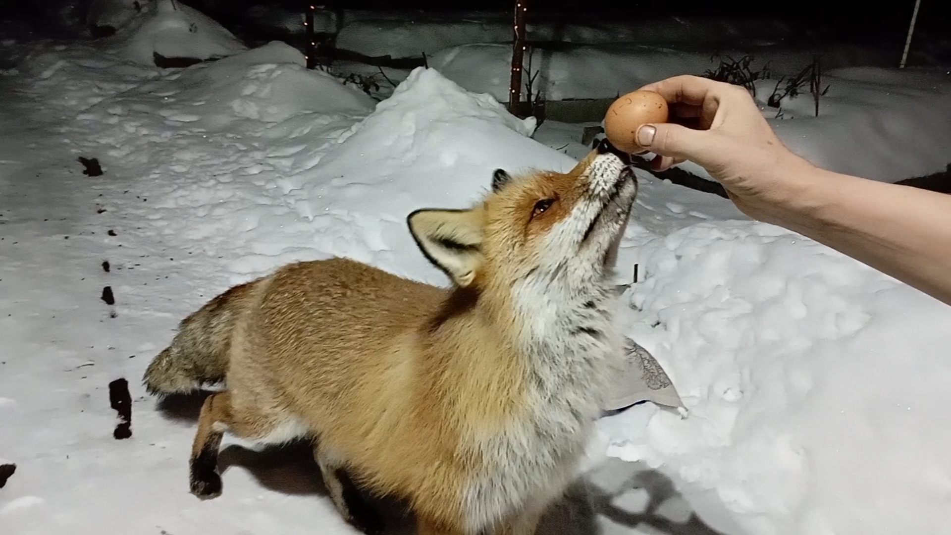 (961) Лиса приходит в гости. Февраль 2025 смотреть онлайн