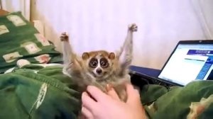 very cute animals (самые милые животные)