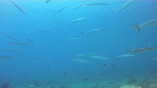 Barracuda! A hypnotizing experience. Lanzarote Diving Blog смотреть онлайн
